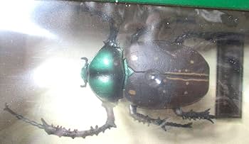 昆虫標本 大型 ヤンソニーテナガコガネ ヤンソンテナガコガネ ヤンソンテナガコガネ 大型♂72.5mm ベトナム(ベトナム北東部