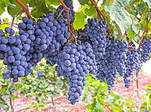 Florona Exotic Grape Plant Mars Seedless Blue Grape plant 1 Healthy Vine Cutting Plant on Poly Bag (B09HMQCN1J) Amazon Price History, Amazon Price Tracker