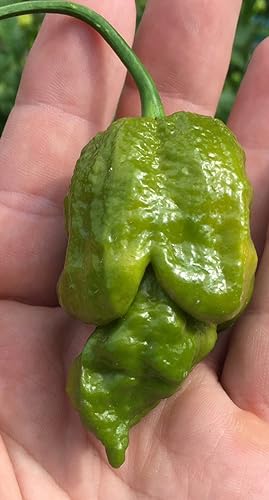 Gator Jigsaw Ultra - Semillas de pimiento picante prémium para plantar, paquete