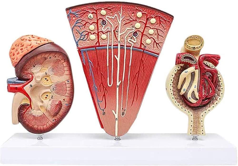 jjff Anatomical Kidney Model, Human Organ Kidney Kidney Model with Nephron Glomerular Urinary Medical Model - for Medical Educational Training Aid.