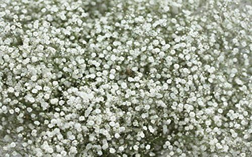 Gypsophila Paniculata (Bristol Fairy) Perennial WPC Prins Bulbs/Tubers Pack x2