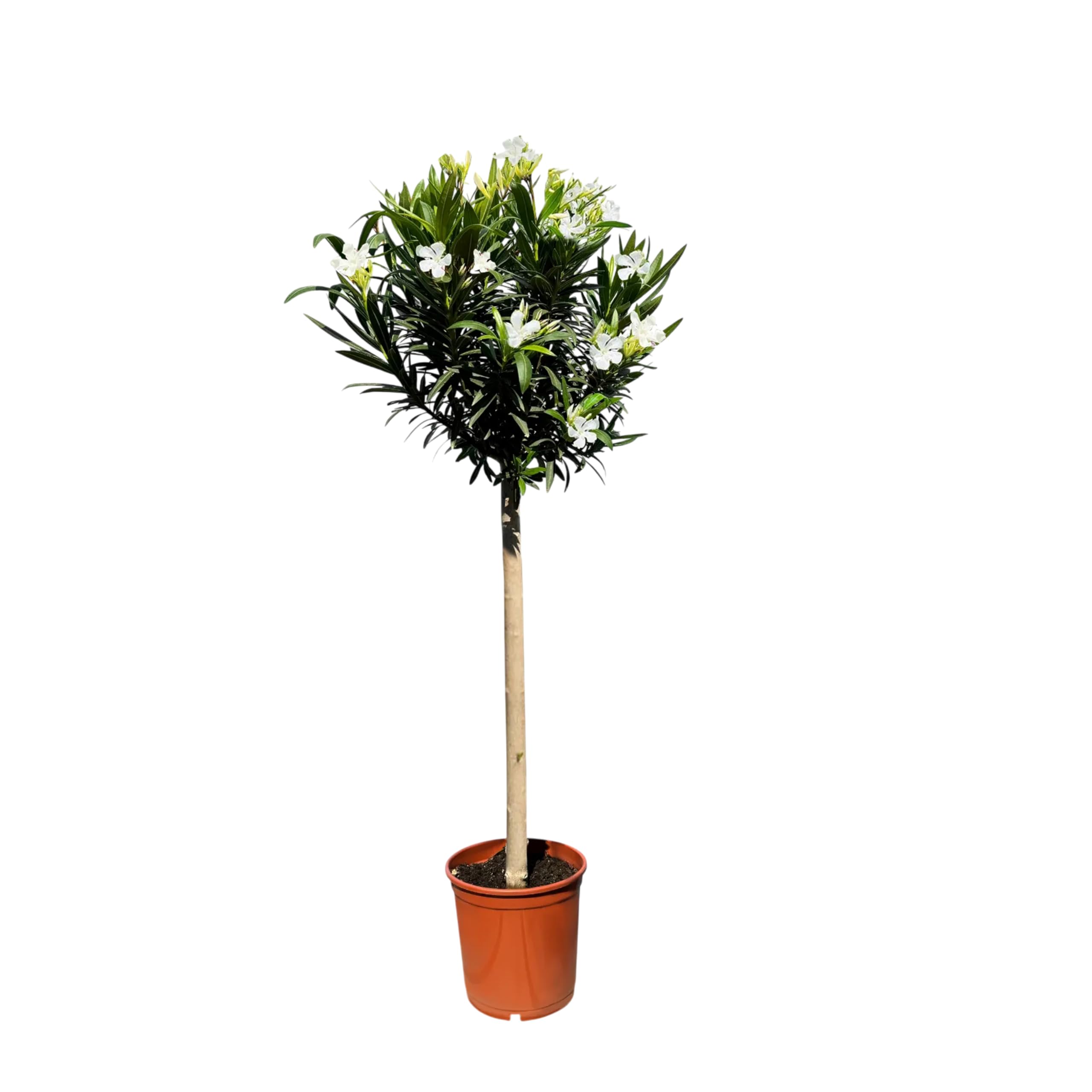 Sunny Tree - Pflanze - Oleander auf Stamm - Nerium Oleander - Höhe 150-170 cm - Farbe Weiß - Immergrün im Winter - Mediterrane Pflanze
