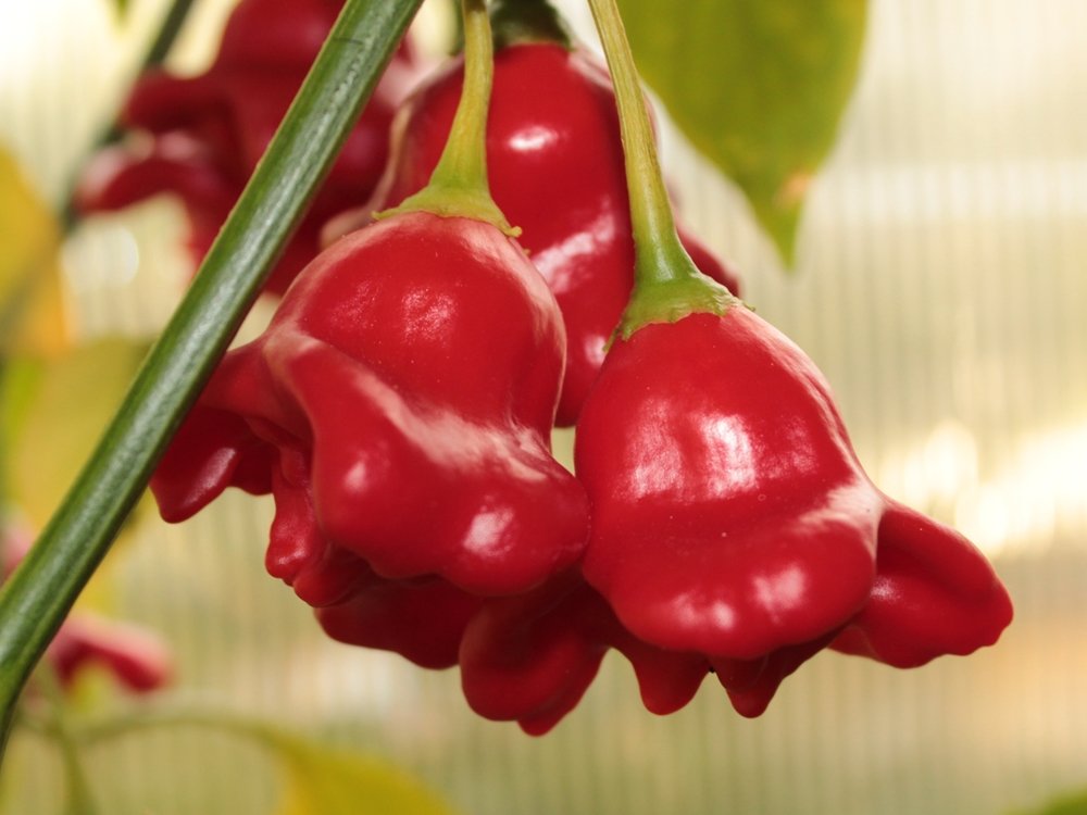 10 Graines de Piment Bishops Crown (Glockenchili) – forme bizarre 
