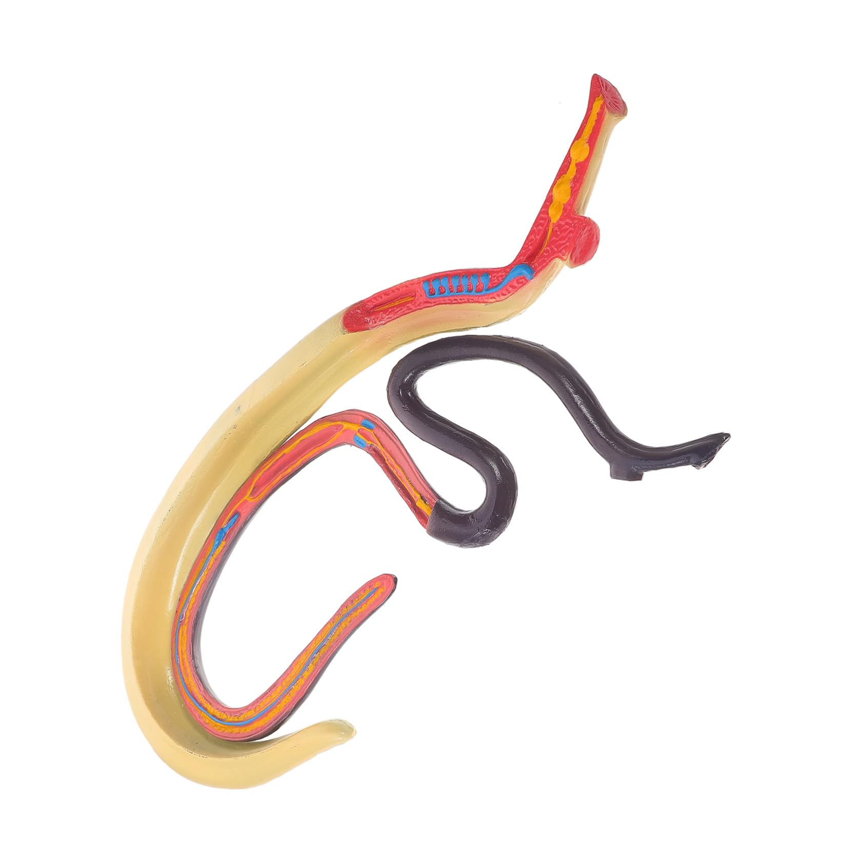 Alipis Modello Anatomico Schistosoma Per Studio e Insegnamento Materiale Scientifico Supporto Didattico Per Animali
