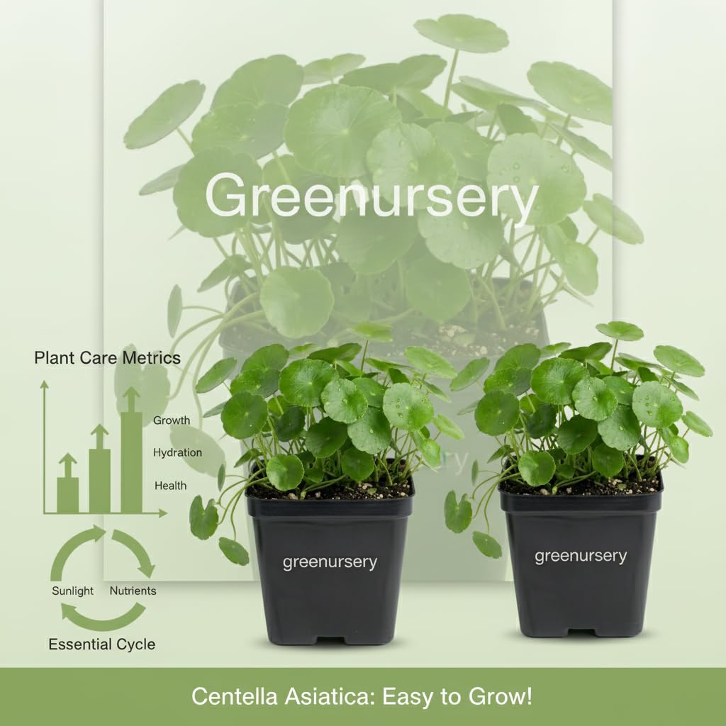 Greenursery Water Pennywort Indoor Plant for Home and Garden with Pot (Pack of 2) 4