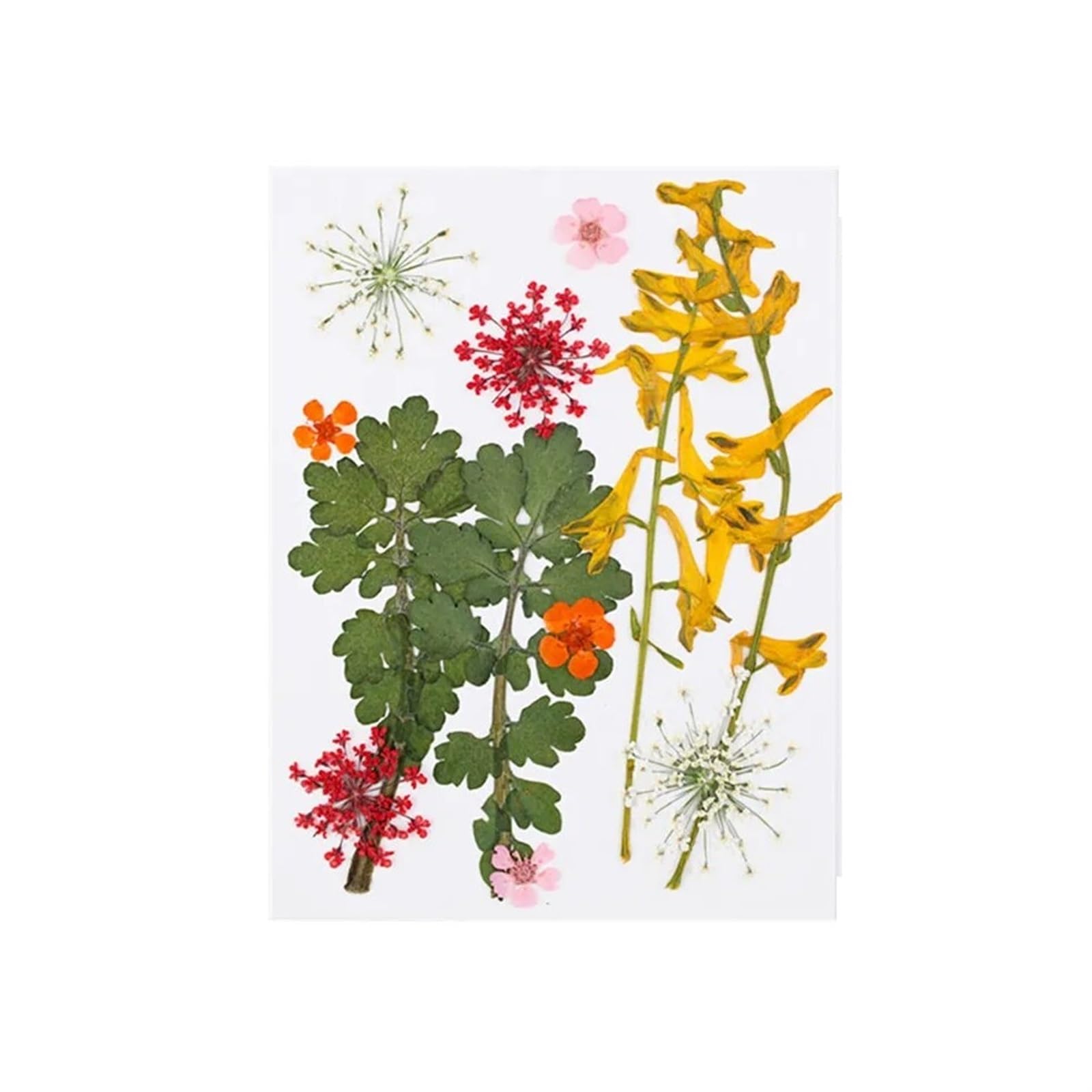 HBALDTEDC Getrocknete gepresste Blumen, 1 Packung Trockenblumen Trockenpflanzen for Harzformen Füllungen Epoxidharz Handwerk DIY Nail Art Dekoration Gepresste Blumen