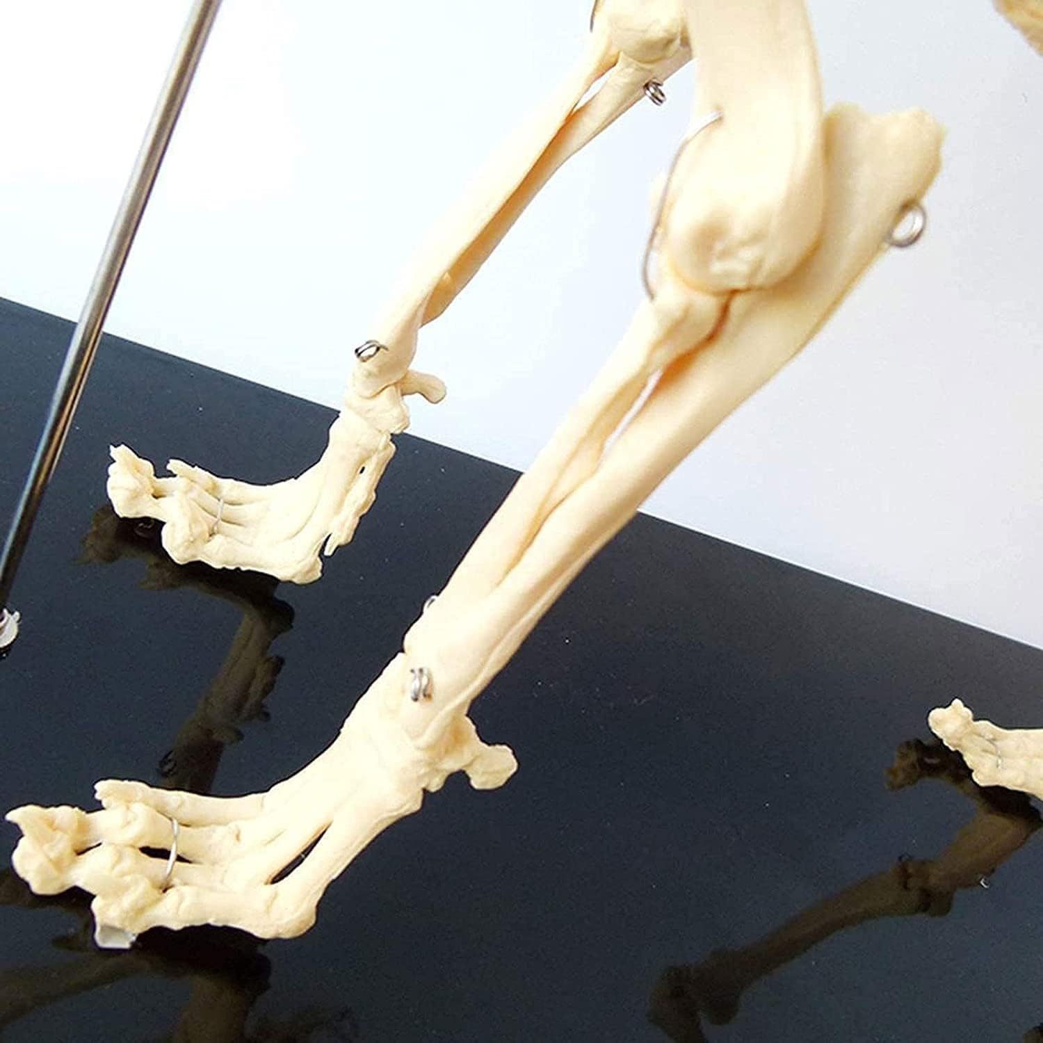 Modelo de esqueleto perro, molde enseñanza anatomía animal hueso completo canino, esqueleto hueso perro cola cabeza desmontable, soporte soporte, escuela veterinaria, clínica mascotas, exposición