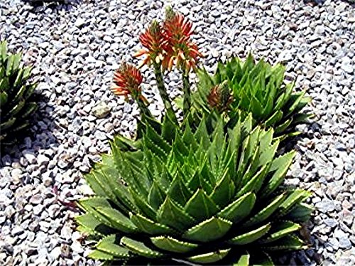 aloe vera shampoo 100 Natural Aloe Vera Shampoo  EarthDye