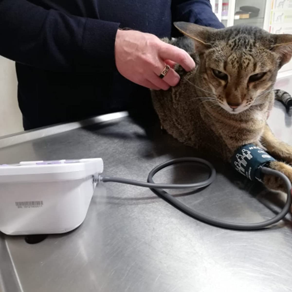 Sfigmomanometro Elettronico Veterinario Monitor Automatico della Pressione Sanguigna Tonometro con 3 Polsini, per Cani/Gatti/Animali Domestici