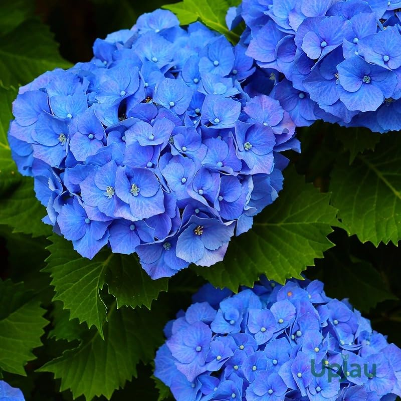 Image of Hydrangea Blue Live Flowering Plant with Pot | Hortensia Plant Live | Blue Hydrangea Shrub for Home Garden Balcony Terrace Outdoor