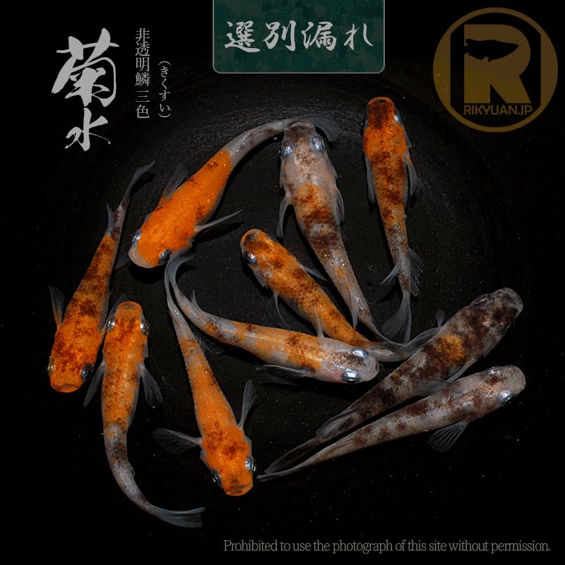 Amazon | 三色メダカ入門セット 菊水 〈5ペア〉/産卵サイズの生体 成魚