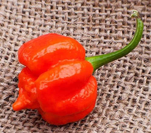 Moruga Variant Trinidad Scorpion Heirloom Pepper Premium Seed Packet, World Record Holder + More