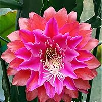 Vista 14 de Epiphyllum Orchird Cactus (Super Rare Clarity Abraxas)