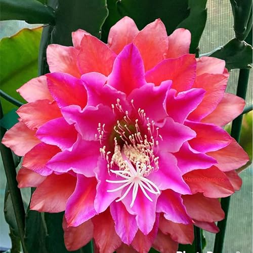 Miniatura 9 de Cactus de huerta Epiphyllum (Abraxas de claridad súper rara)