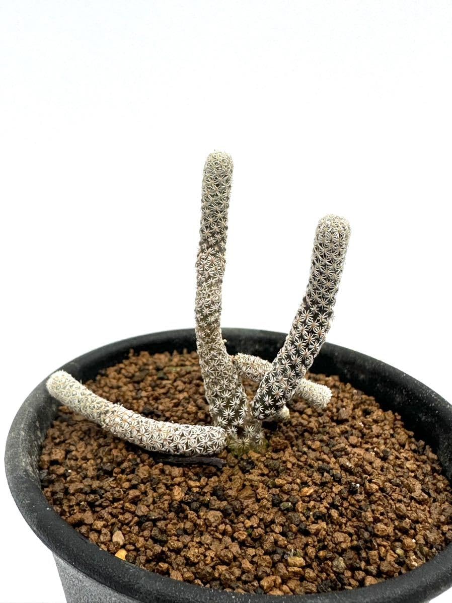 Amazon.co.jp: ツルビニカルプス ミニマ(Turbinicarpus minima)撫城丸