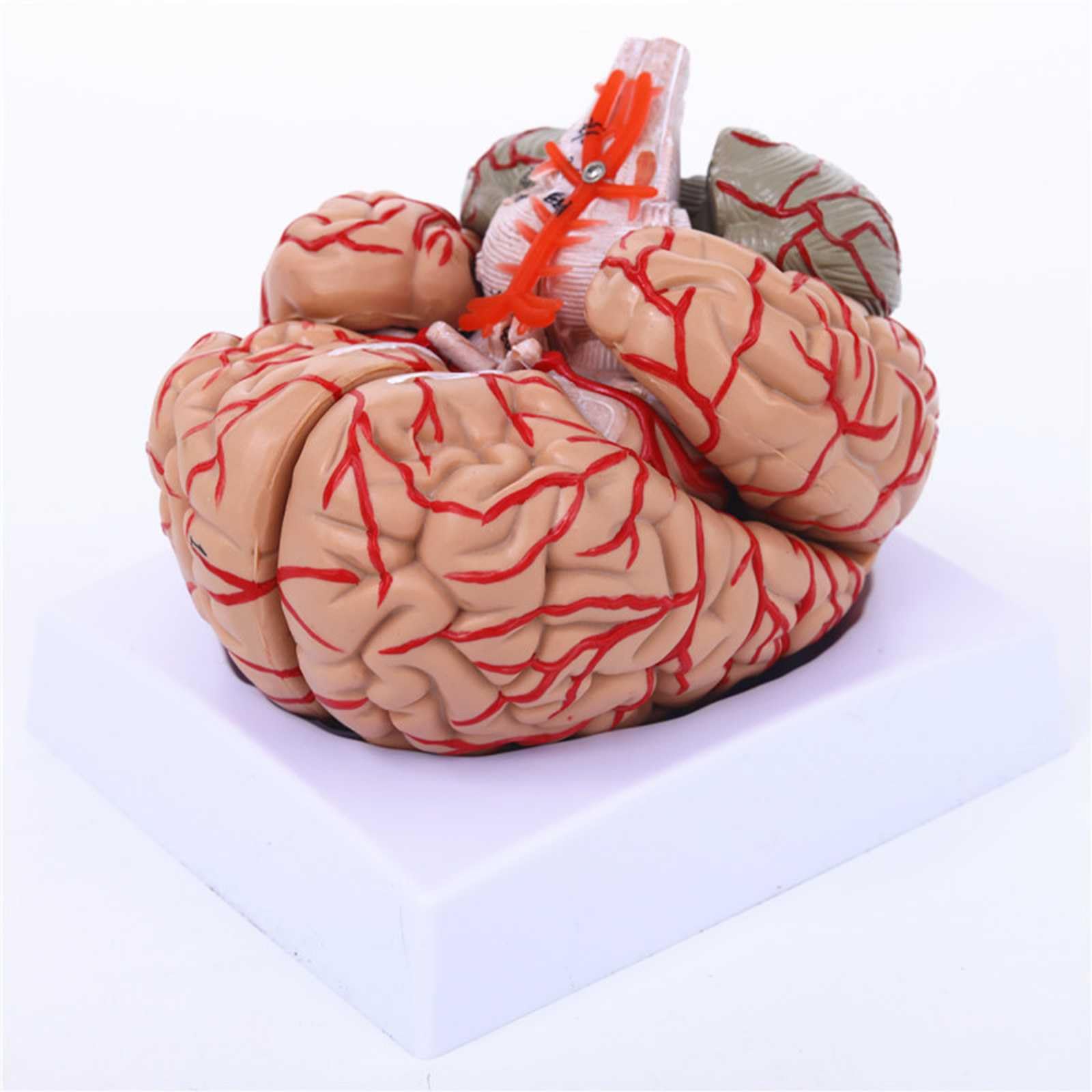 KJMWXOP Anatomical Brain Organ Model Real Size For Teaching Display Research Human Brain 1:1