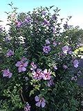 HIBISCUS,Rose of Sharon 50 Seeds (Hibiscus syriacus) -Cold Hardy, Perennial !