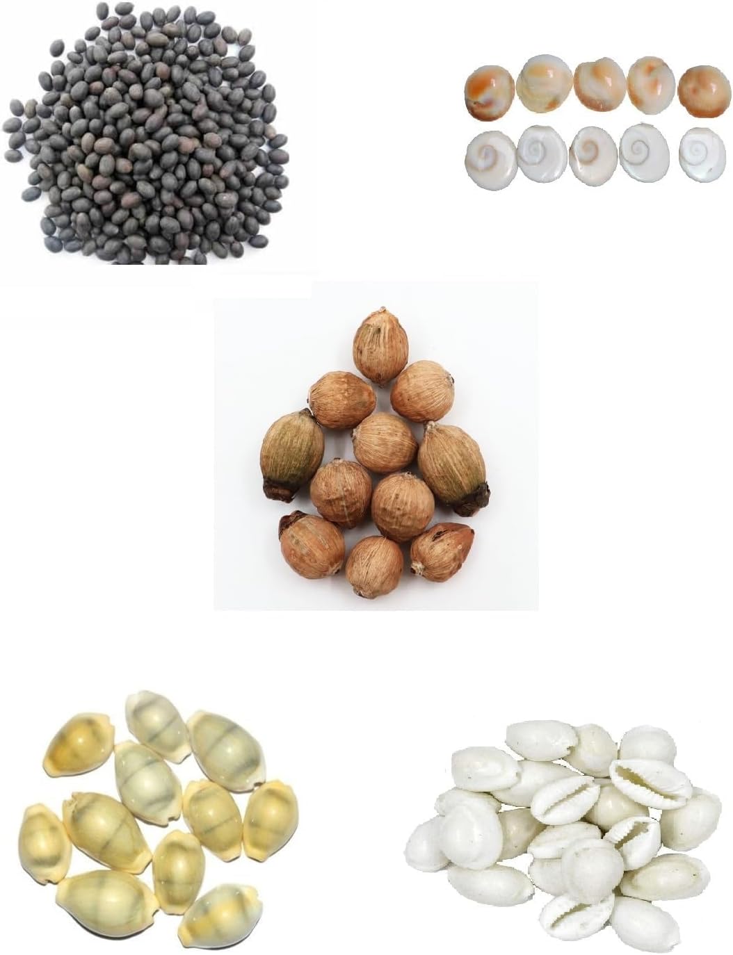 Krushnesh Creations 7 Pcs Peeli Kaudi Yellow Kodi Kowdi Cowries Laxmi kaudi, 7 pcs Gomti Chakra, 7 pcs Kamal Gatta, 7 pcs Laghu Nariyal and 7 pcs safed Cowry for Diwali Pooja