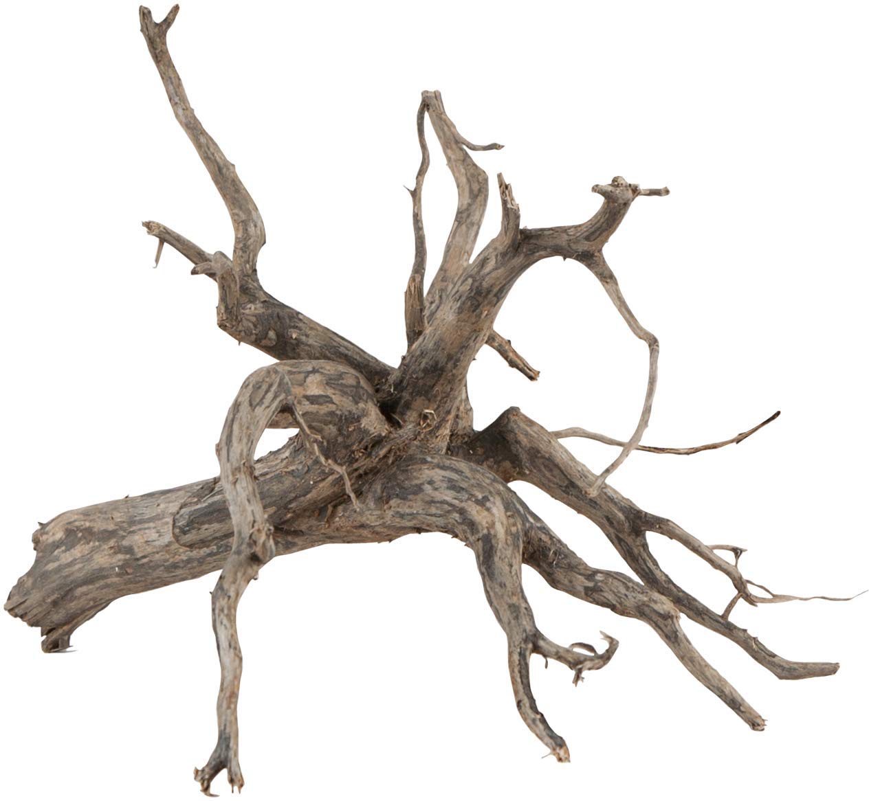 Sera Scaper Root (Price Per Root) Various Sizes Natural Wood Decoration for Aquarium Decoration Aquascaping