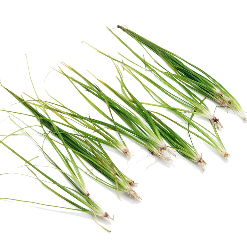 K2AQUA 5 X Vallisneria Nana Vallis Live Aquarium Plant Aquatic Grass Ideal for Freshwater Tropical Aquascapes