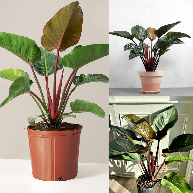 Red Congo Live Indoor – Modern Red Leaf Plant for Eco-Conscious Homes (Big Size, Pack of 1 With Pot)-image-21