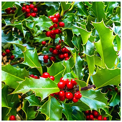 5 Common Holly Hedging Evergreen Plants, Ilex aquifolium 20-25cm in 9cm Pots 3fatpigs®