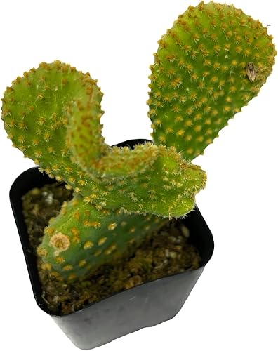 Miniatura 2 de Plantas de cactus suculentas vivas (2 pulgadas Opuntia Microdasy Golden Swirl Monstrose)