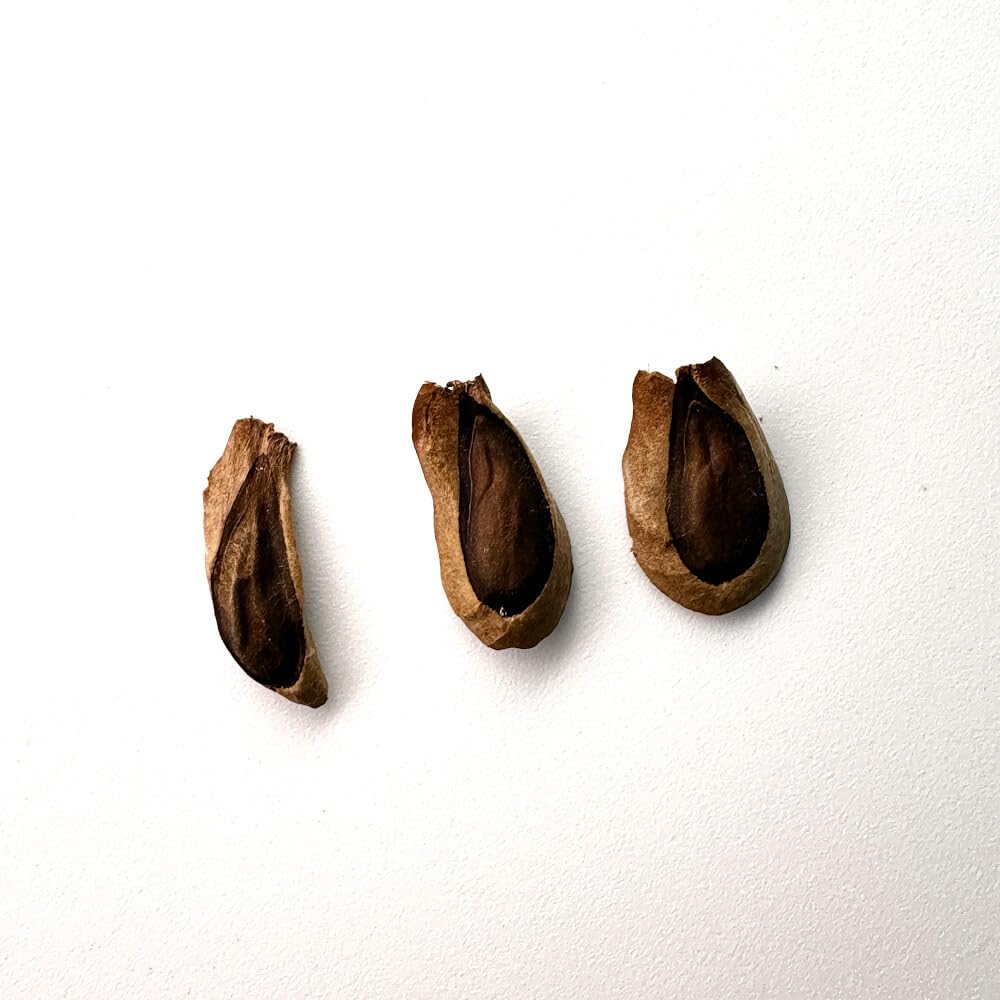 Amazon｜【種子】ブラキステルマ・バーベラエ 竜卵窟 3s Brachystelma