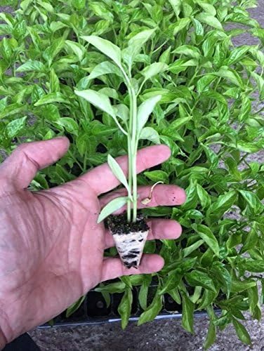Plantel pimiento verde 10 unidades