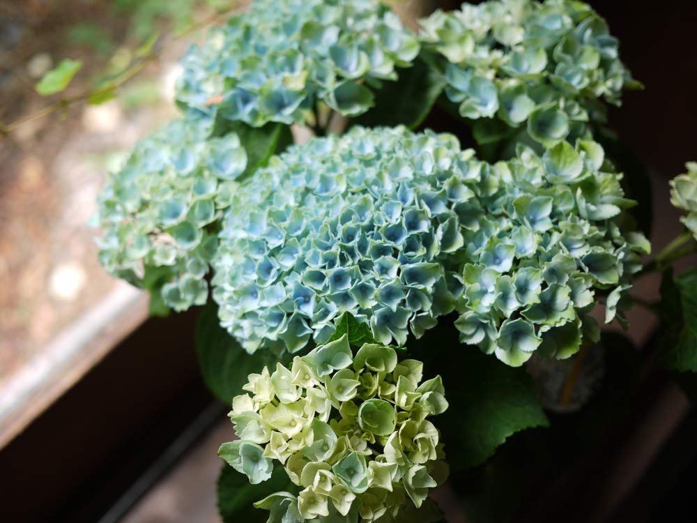 Amazon｜母の日 誕生日 父の日 紫陽花 あじさい 鉢植え アジサイ 5寸鉢