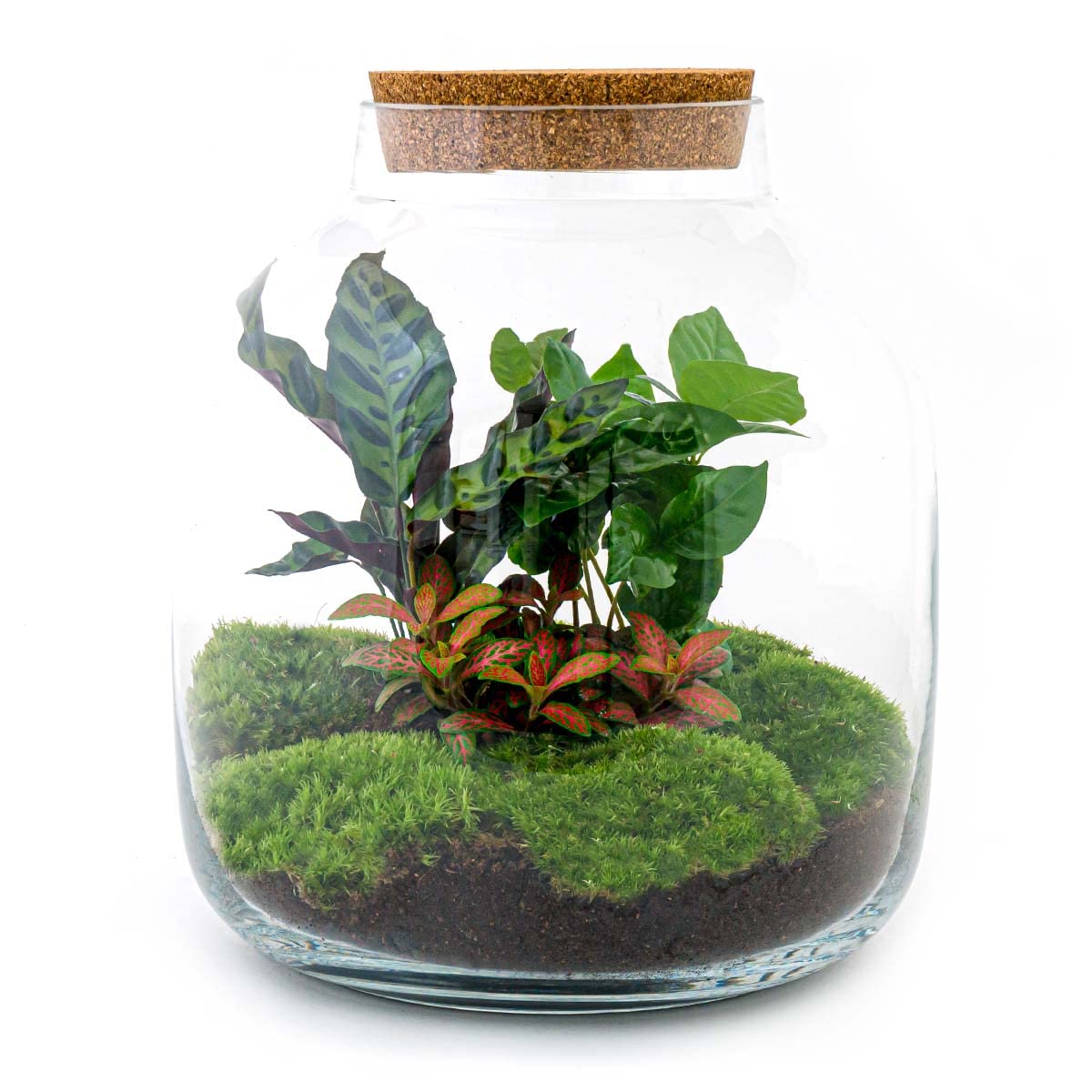 Rośliny terrarium • Botanic Sven XL • Roślina ekosystemowa • ↑ 43 cm - DIY - kompletny zestaw do terrarium - urbanjngl | Terrarium + grabie + łopata + pęseta