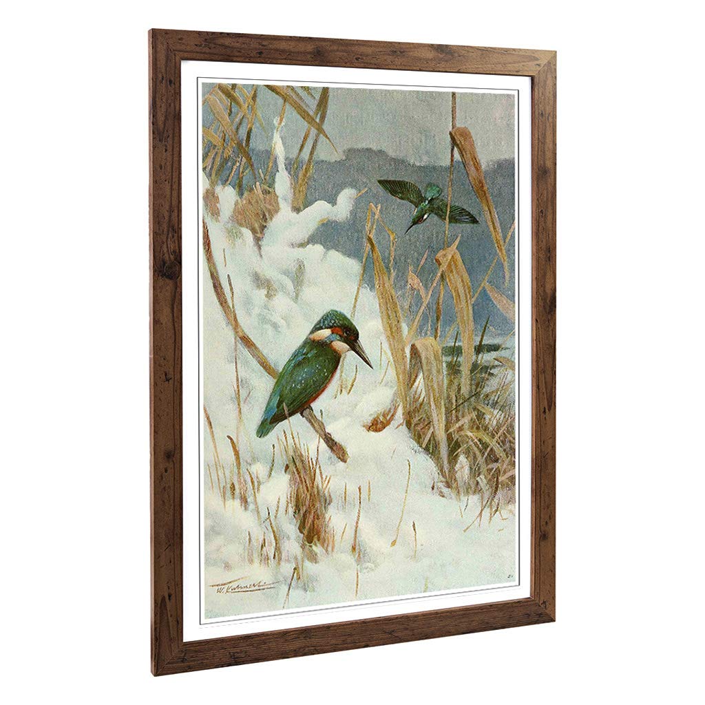 Big Box Art Framed Print of Vintage W Kuhnert Kingfisher Design | Wall Art Picture | Home Decor for Kitchen, Living, Dining Room, Bedroom, Hallway, Office, Walnut, A2 / 24.5x18 Inch / 62x45cm