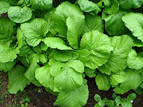 See full amazon price history chart for Indica Super Agri Green Mustard Florida Broad Leaf -50 Seeds X 2 Packets Indica Super Agri Green Mustard Florida Broad Leaf -50 Seeds X 2 Packets (B01EP4XC7E) Amazon Price History, Amazon Price Tracker