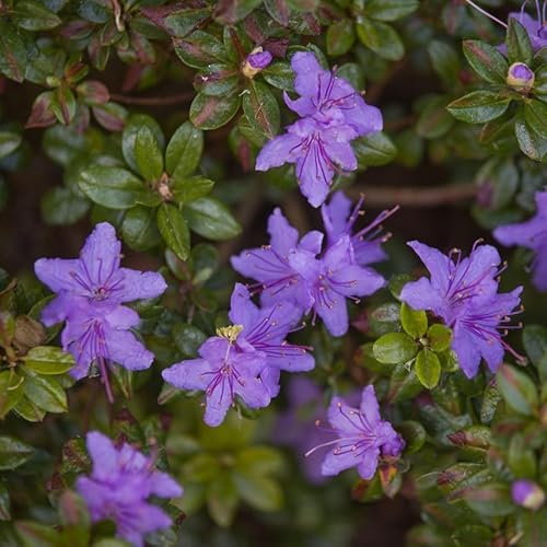 Rhododendron Impeditum/Dwarf Purple Rhododendron in a 12cm Pot 3fatpigs®