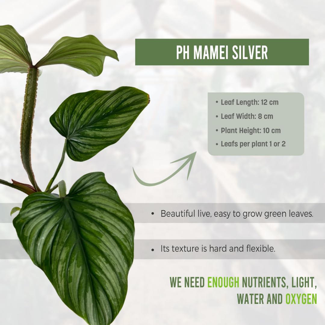 philodendron anderson variegata Philodendron Red Anderson Variegata