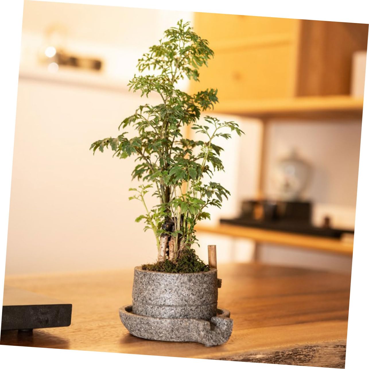 Amazon.co.jp: BESTOMZ レトロな石臼植木鉢プランター樹脂多肉植物 Amazon.co.jp: BESTOMZ レトロな石臼植木鉢プランター樹脂多肉植物