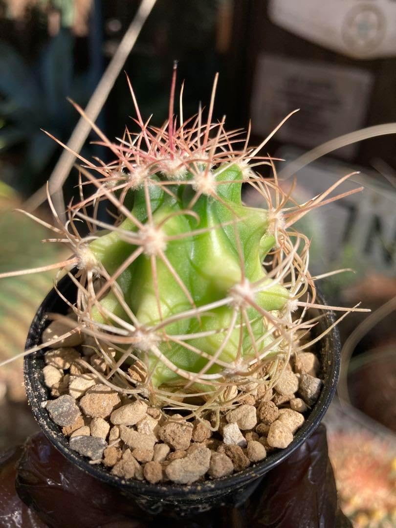 耐寒性アガベ スカブラ錦◇ドライガーデン多肉サボテン斑入りユッカ