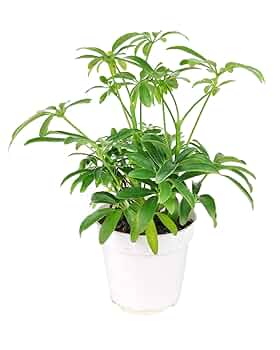 アガベ鉢】Zyrren / Umbrella Tree Pot アガベ鉢】Zyrren / Umbrella