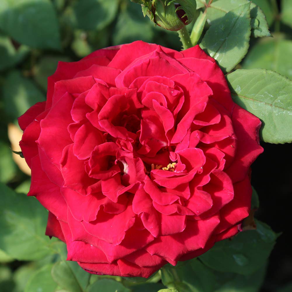 Buy Deep Secret Hybrid Tea Rose by Heirloom Roses Live Red Rose Bush
