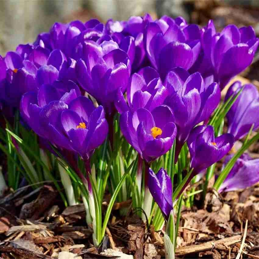 Plantogallery Crocus Flower Bulbs For Winter Season (Flower Record 1pc)-image-9