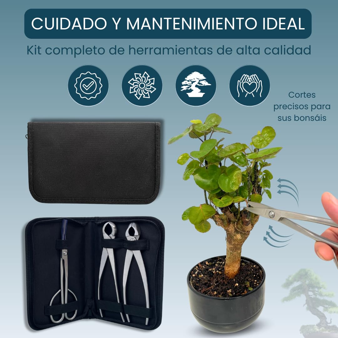 Kit Herramientas Bonsái Profesional – Estuche Para Mantenimiento de Bonsais con Tijeras, Podadora Cóncava y Podadora Recta Esenciales para el cuidado