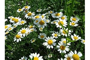 200 Chrysanthemum cinerariifolium Seeds, Natural Tanacetum Seeds