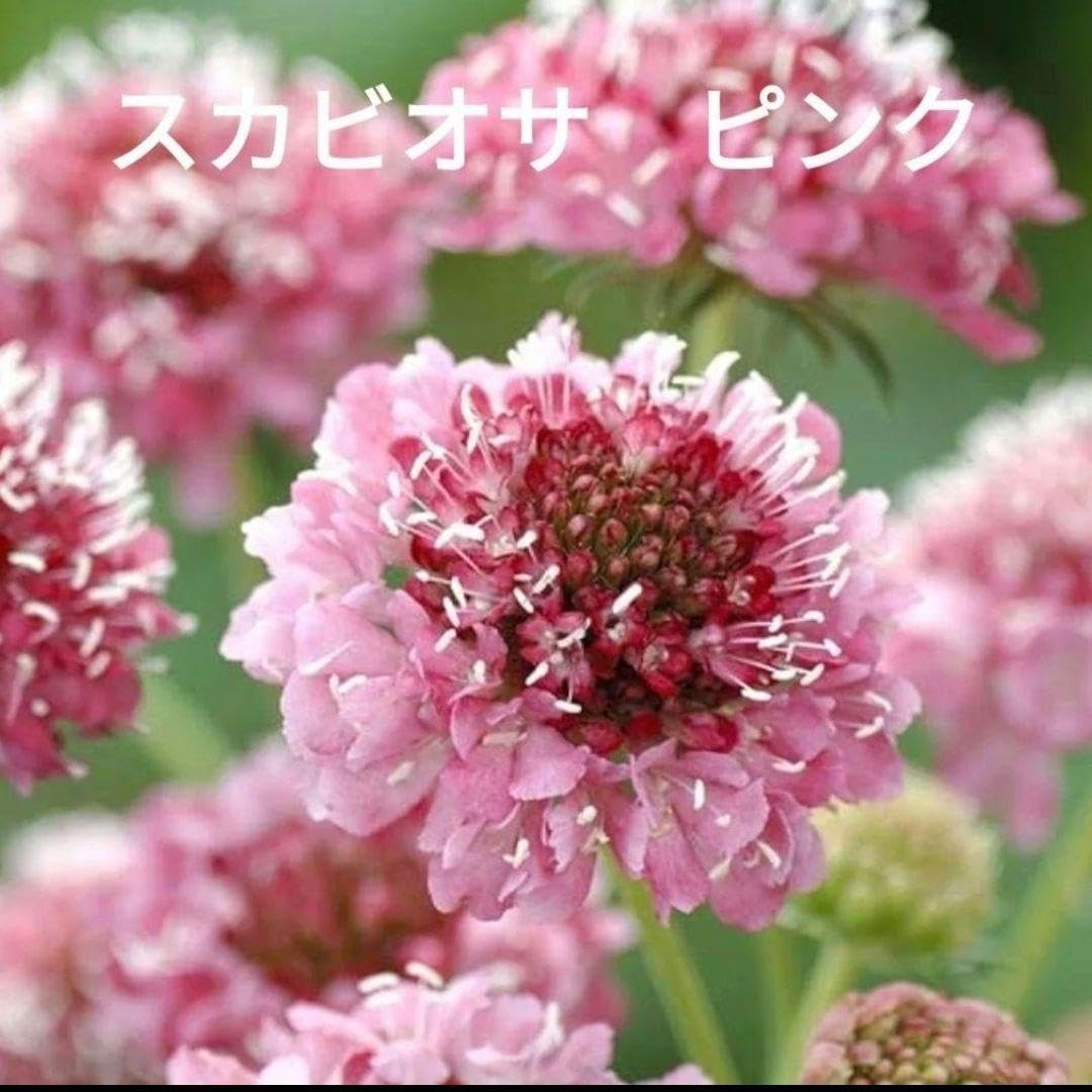 サトウアサミ　ピンクの花 Amazon.co.jp: 花種 スカビオサ ピンク : DIY・工具・ガーデン
