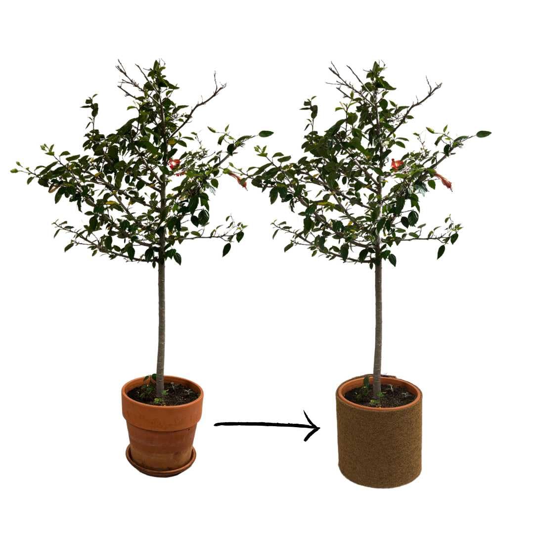 Florade® Tappetino in cocco – Protezione invernale per piante e piante in vaso, isolante e traspirante, 100% biologico, diverse misure, larghezza: 50 cm, lunghezza: 10 m