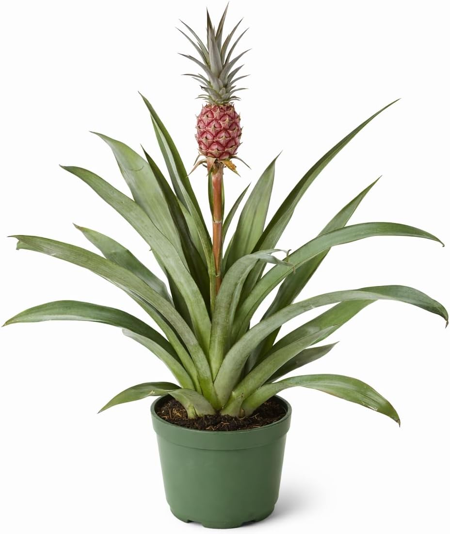 Ananas bracteatus 'Red' Ornamental Pineapple Plant, Exotic Tropical Bromeliad, Indoor and Outdoor Accent