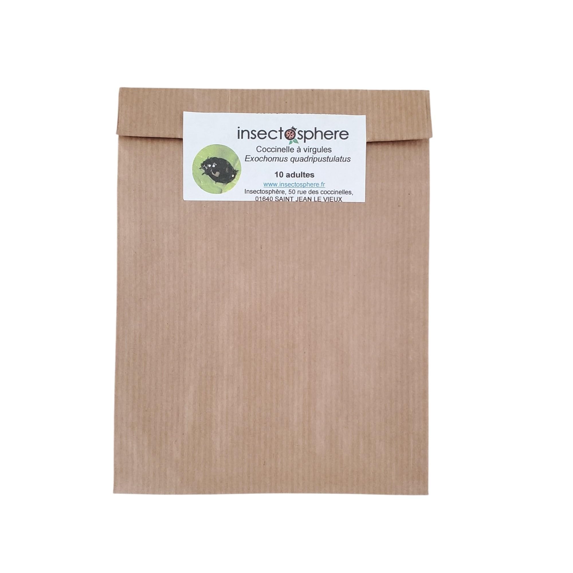 Coccinelles à virgules françaises – lutte biologique contre pucerons lanigères et cochenilles pulvinaires (hortensia, tilleul, marronnier) (10 Coccinelles)