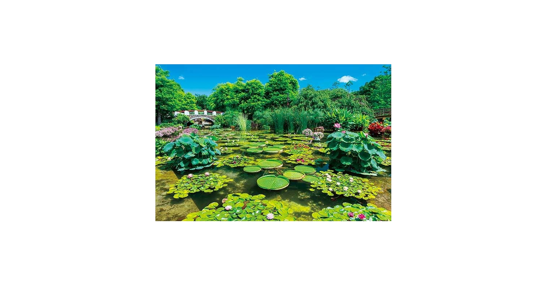 Amazon | 1000-919 日本風景 緑輝くみずの森 (滋賀県) 1000