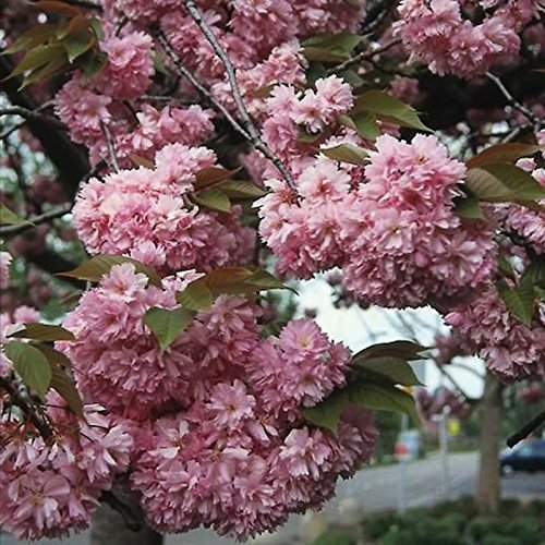 Japanische Nelkenkirsche Kanzan 60-80cm - Prunus serrulata - lebende Gartenpflanze aus den Baumschulen