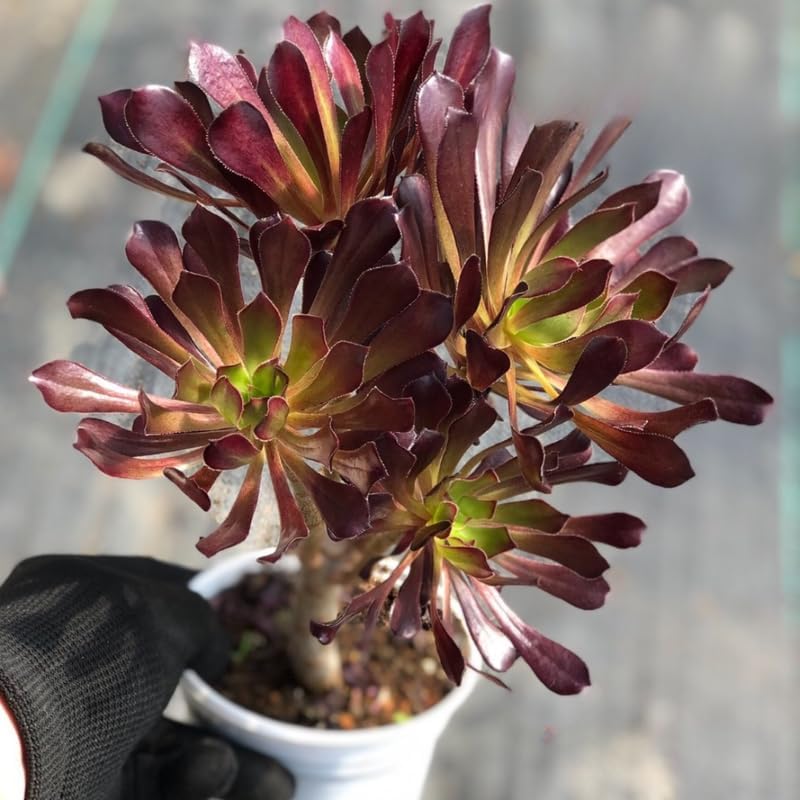 Miniatura 7 de Aeonium - Plantas suculentas vivas en maceta de 4 pulgadas, rosa negra para plantar, ideal para el hogar y la oficina, arreglos de suculentas y