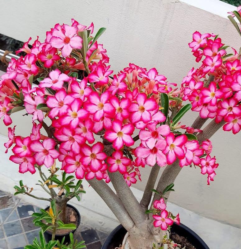 NEW DEBNATH NURSERY,Adenium Desert Rose Flower Live Plant(Pack Of-1) X2